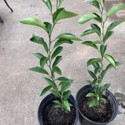 Cold Hardy Tangerine , Lemon , Meyer Lemon  , Grapefruit $40-$85 For Big one