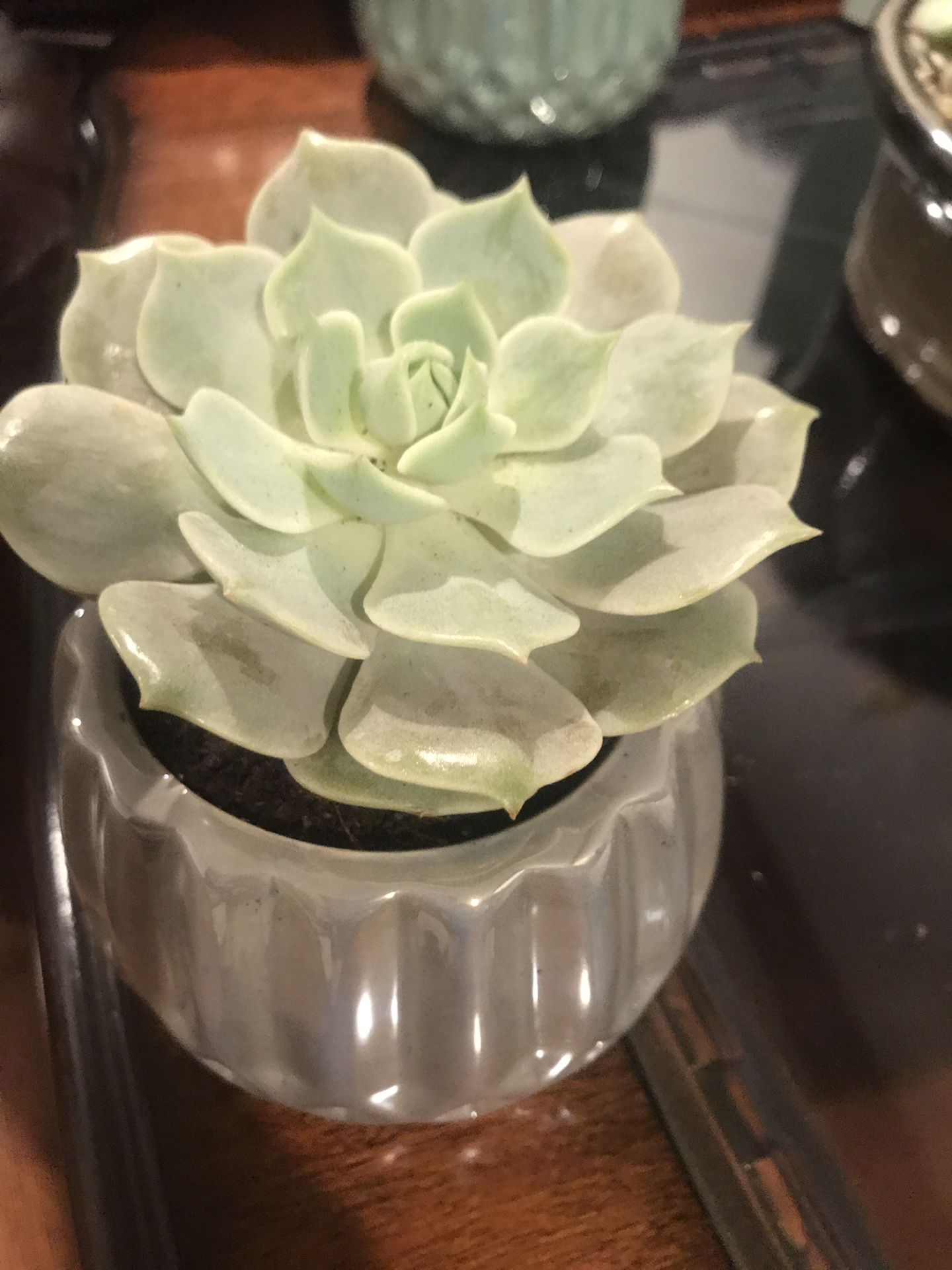 Succulent in new ceramic pot