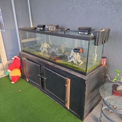 Fish Tank