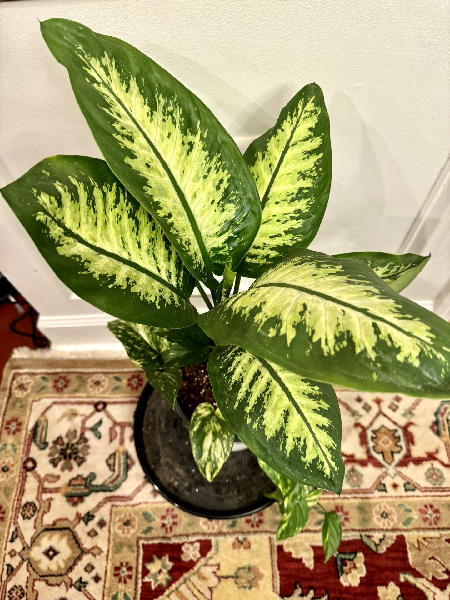 Large Indoor Dieffenbachia Plant About 25”
