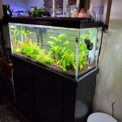 Aquarium Fish Tank 