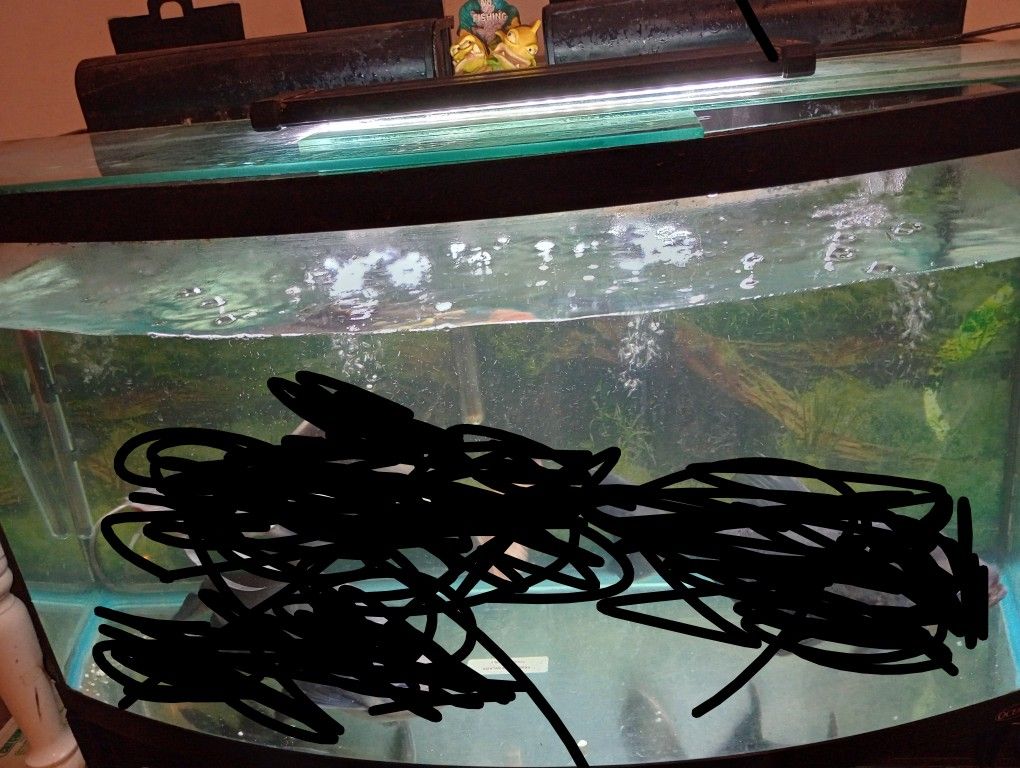 46 Gallon Bowfront 