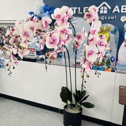 🌸 Giant Phalaenopsis Bouquet with Free Flower Pot 🌸
