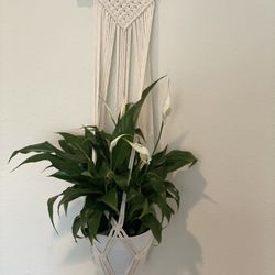 Macrame Hanger With Plant