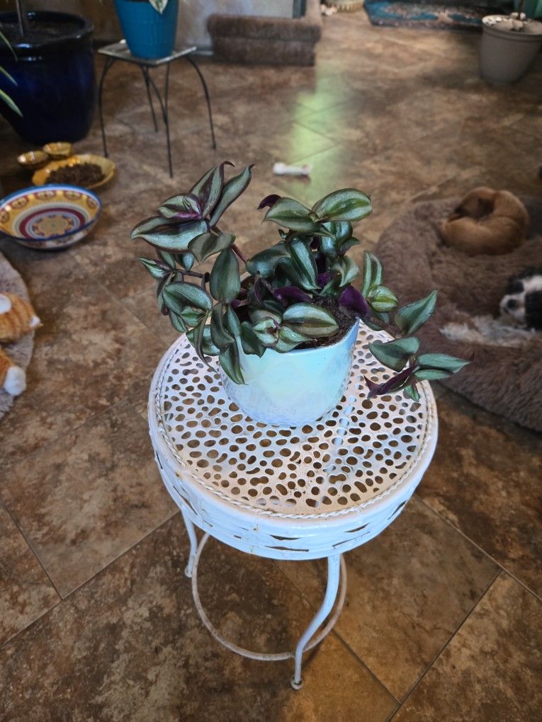 Live Wandering Jew Plant In 4.5in Shimmering Ceramic Pot With