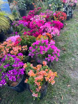 BOUGAINVILLEA PLANT (3 gallon pot) Landscaping and More!