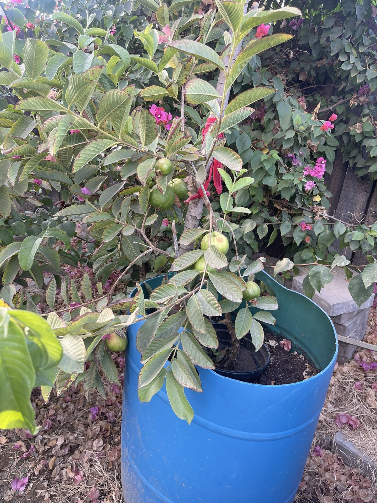 Guayaba Tree