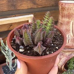 Crassula Capitella 4”