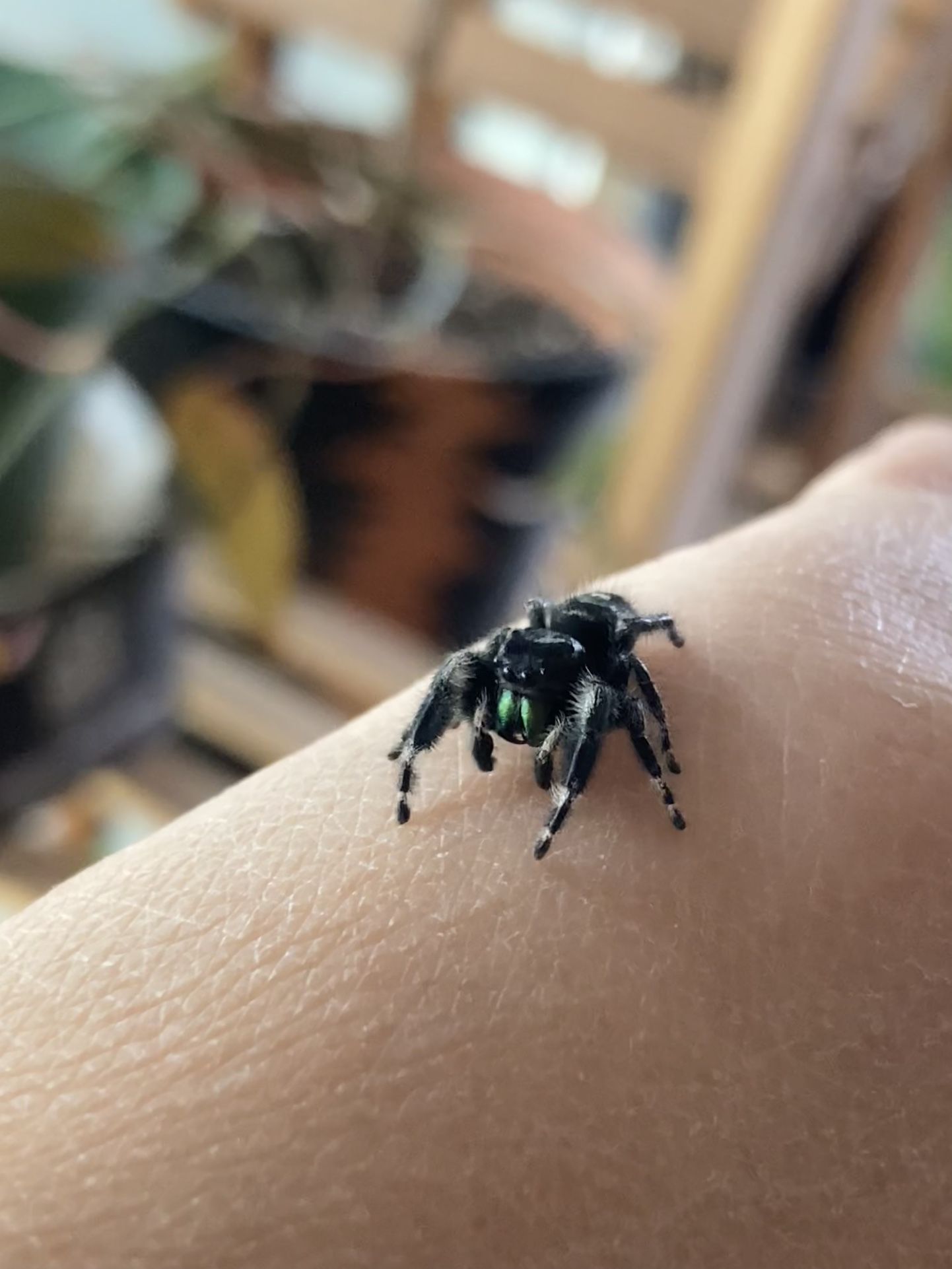 Jumping Spider “PHOTO”