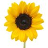 Sunny