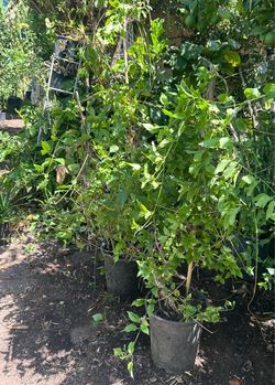 Planta de enredadera