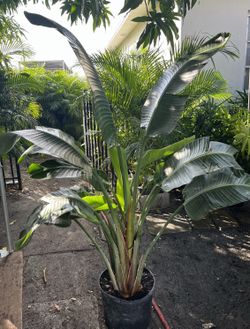HOME PLANTS- SPECIAL PRICE BIRD OF PARADISE (7 GL)