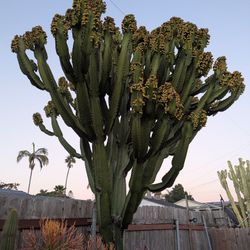 Cactus Clippings 