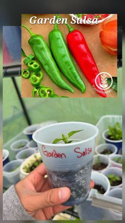 Pepper Garden Salsa