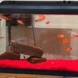 10 Gallon Aquarium Without Fish - No Animal Life Included