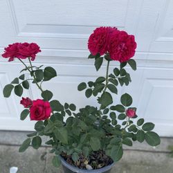 David  OUSTIN EDÉN CLIMBING ROSE PLANT, In 5 Gallons Pot Pick Up Only 