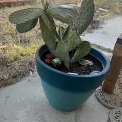Cactus Plant $20