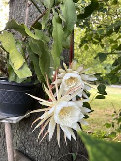 Queen of the night plant