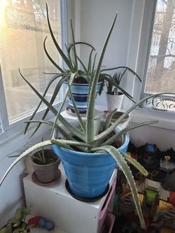 Aloe Plants