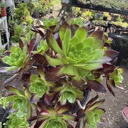 Aeonium 1 Gallon Pot 
