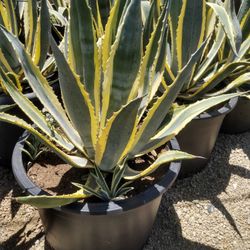 5 Gal Agave Plant
