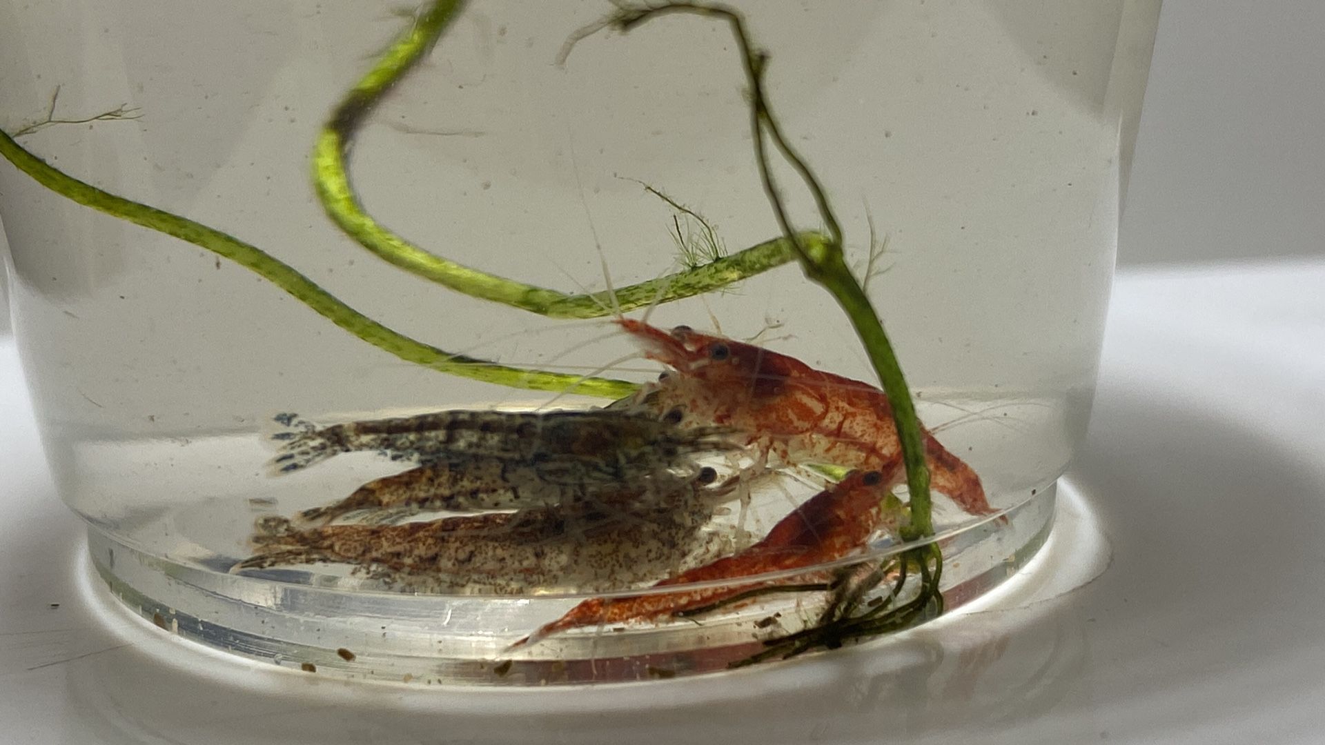 Mix Of Red Cherry 🦐 And Brown