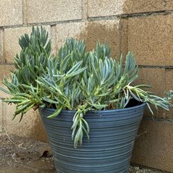 Succulent With Pot Included $25 
