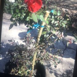 Rosal Rojo 