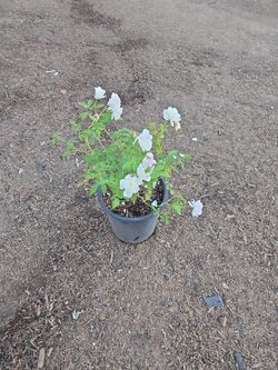 Iceberg Roses For Sale