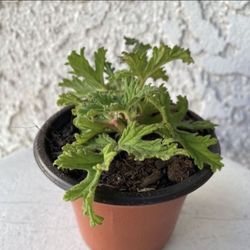 3 Inch Pot of Mosquito Repellent Citronella Plant - Beautiful Purple Flowers 🌸 - Drought Resistant - Rooted & Established