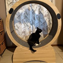 Cat Pet Wheel Exercise 