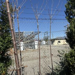 Cherry Blossom Trees