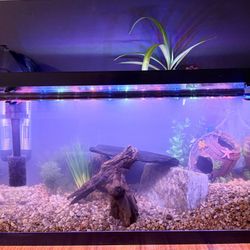 10gql Fish Tank Set Up 