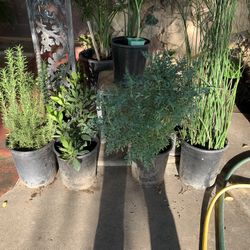 Rosemary Ruda Horsetail Bayleaf 13$ Each In 5 Gallon 
