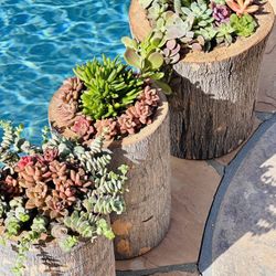 DIY Pot With Beautiful Succulents 