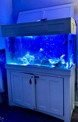 Beautiful 120 gallons salt water aquarium