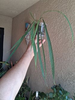 RARE. Anthurium YASUNII Plant $48