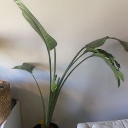 Live Tall Real Houseplant Birds of Paradise 