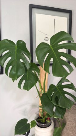 Monstera