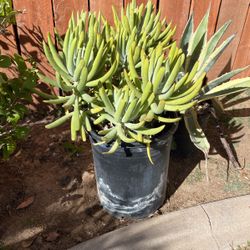  Succulent