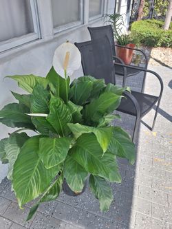 Plants For Sale
