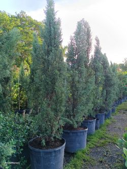 Beautiful tall Italian cypress trees 25gl $250🌲🌲
