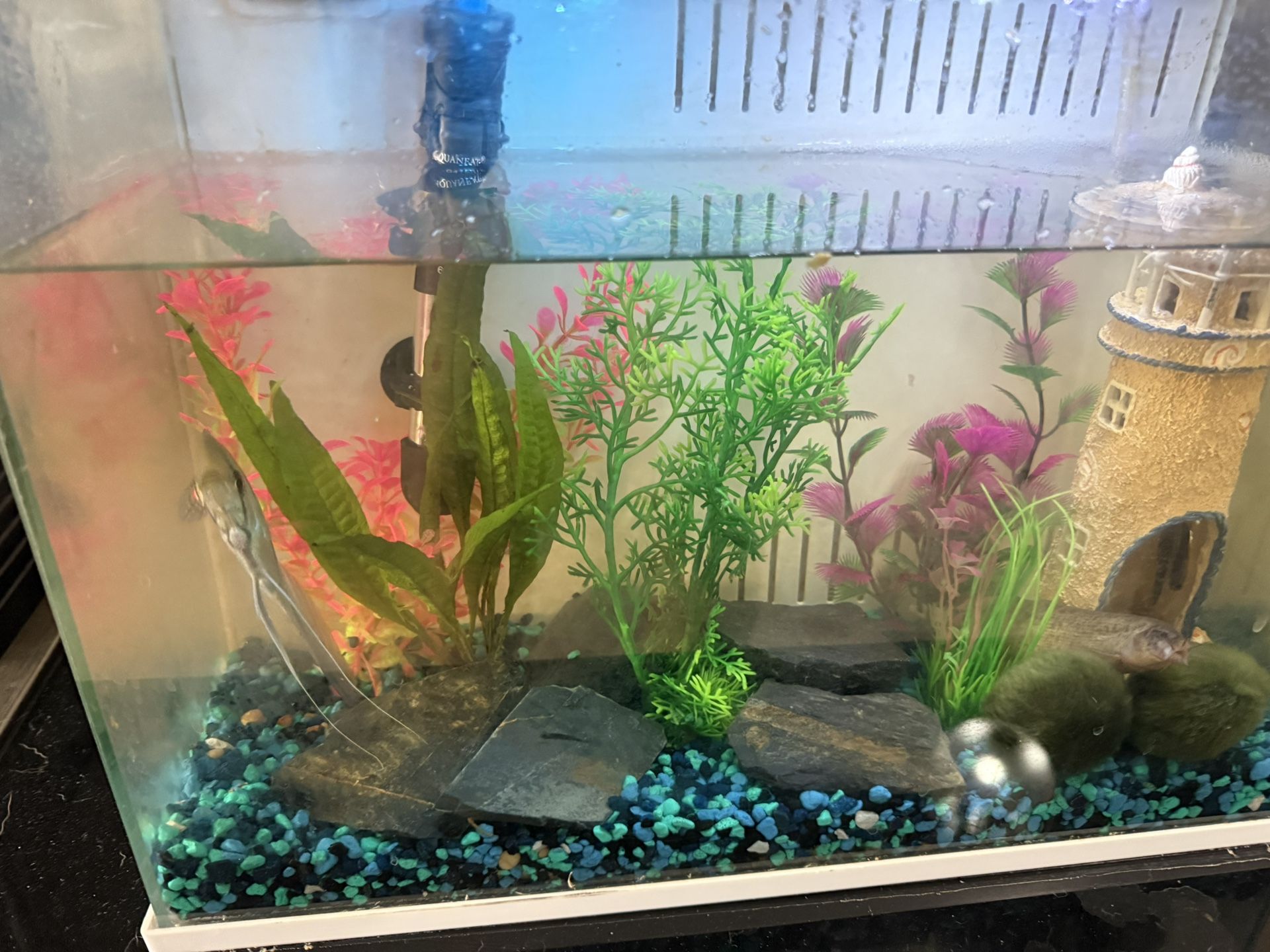 10 Gallon Tank