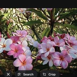  Plumeria Plant In 2 Gal Pot Assorted Colors