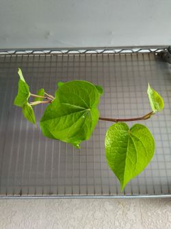 Piper Betle Betel Magai Paan Indian Leaf Plant Healthy ~10" BARE ROOT Plant