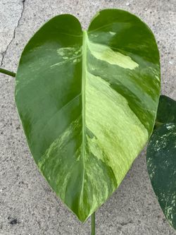 Monstera Jungle Mint