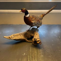 Taxidermy Pheasant