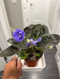 Large bloom blue African violet plant in pot