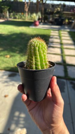 Blooming cactus
