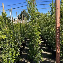 Ficus Nitida Privacy Hedge